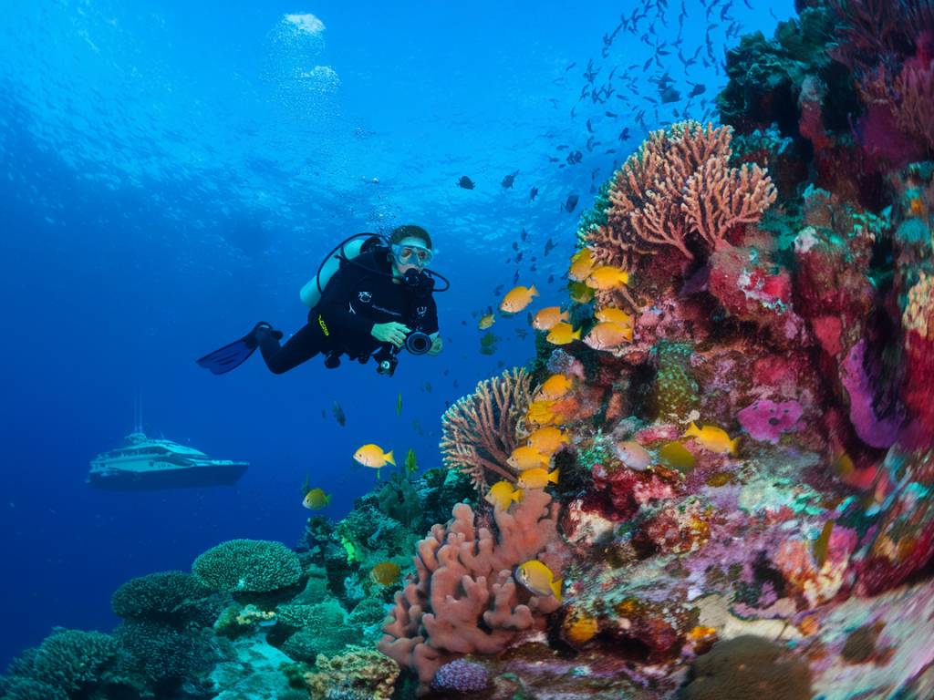 Voyage plongée en mer Rouge : les fonds marins à explorer absolument