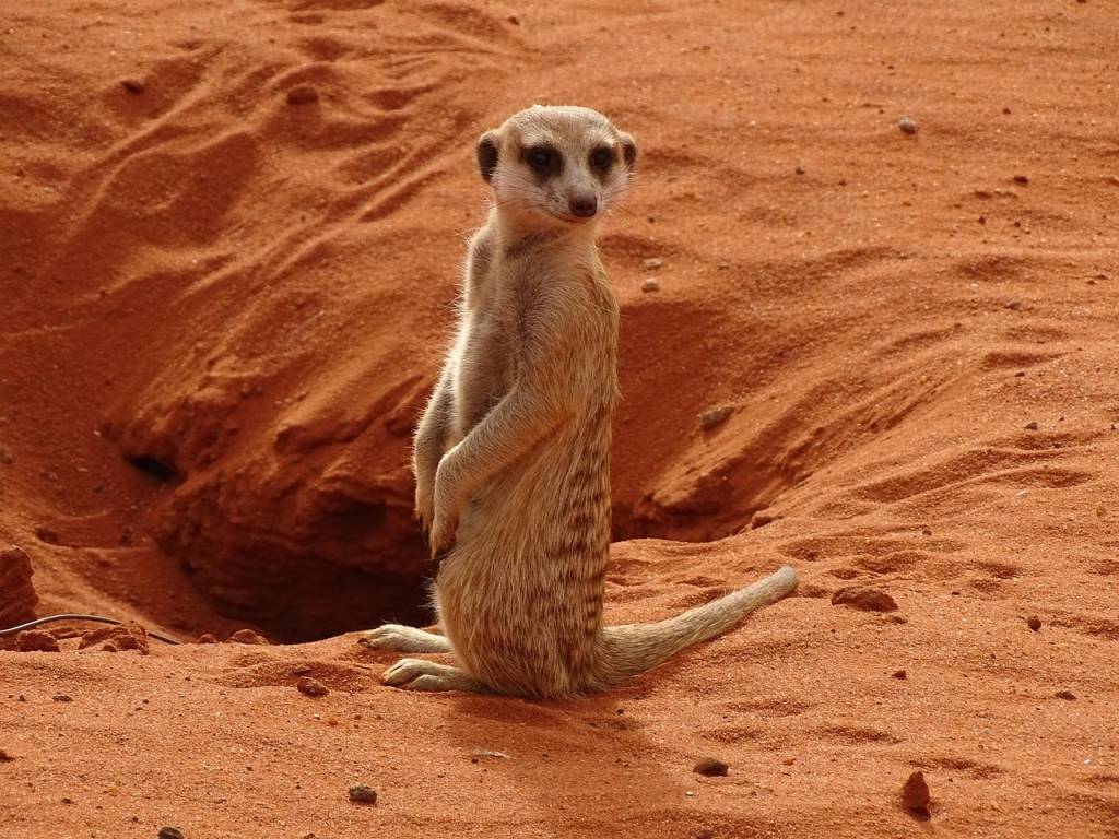 Explorer le désert du Kalahari à travers les yeux des San